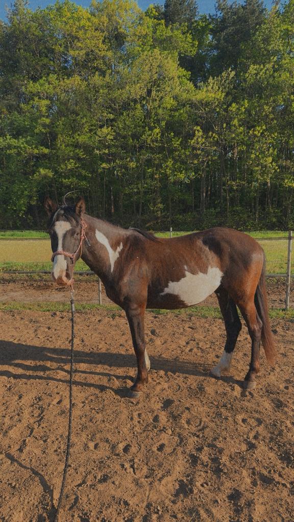Knappe bijna 3 jarige ruin, Dieren en Toebehoren, Paarden, Ruin, Onbeleerd, Minder dan 160 cm, 3 tot 6 jaar, Gechipt, Ontwormd