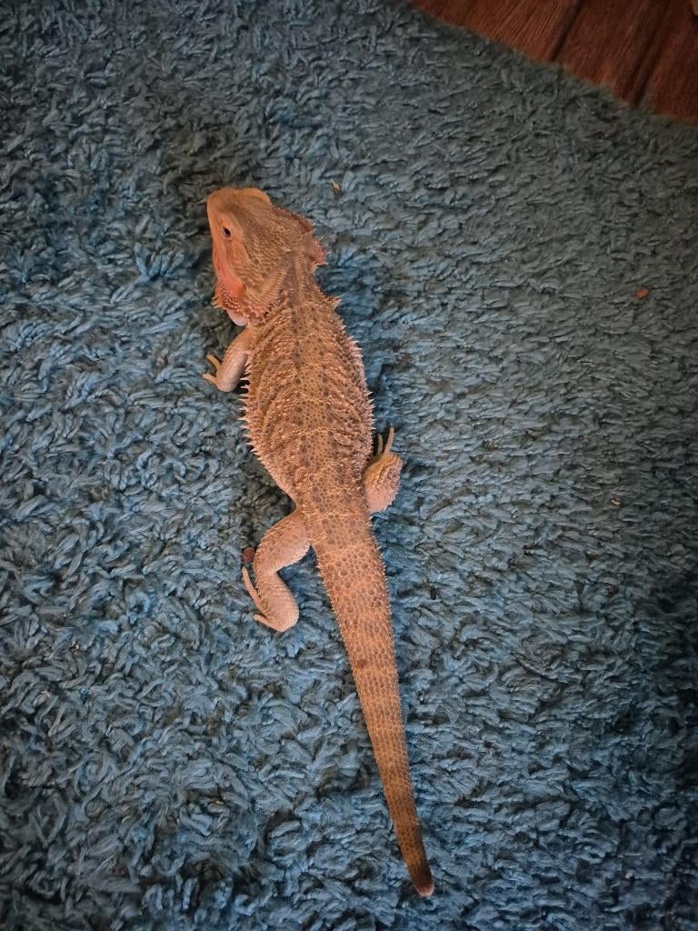 Hagedis, Dieren en Toebehoren, Reptielen en Amfibieën, Hagedis, Met terrarium, 0 tot 2 jaar