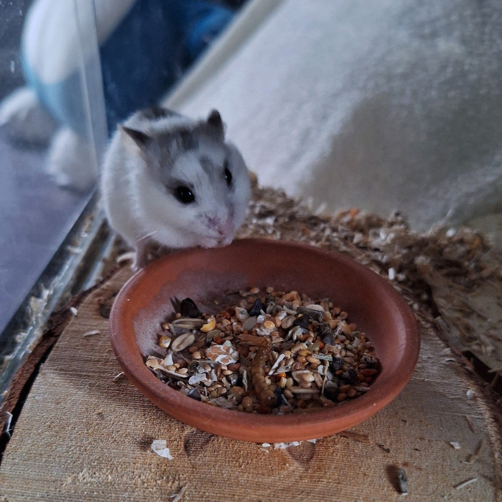 Lieve Chinese dwerghamster + hok en veel toebehoren, Animaux & Accessoires, Hamster, Décembre, Domestique, Femelle