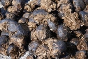 Zuivere paardenmest, Tuin en Terras, Ophalen, Mest