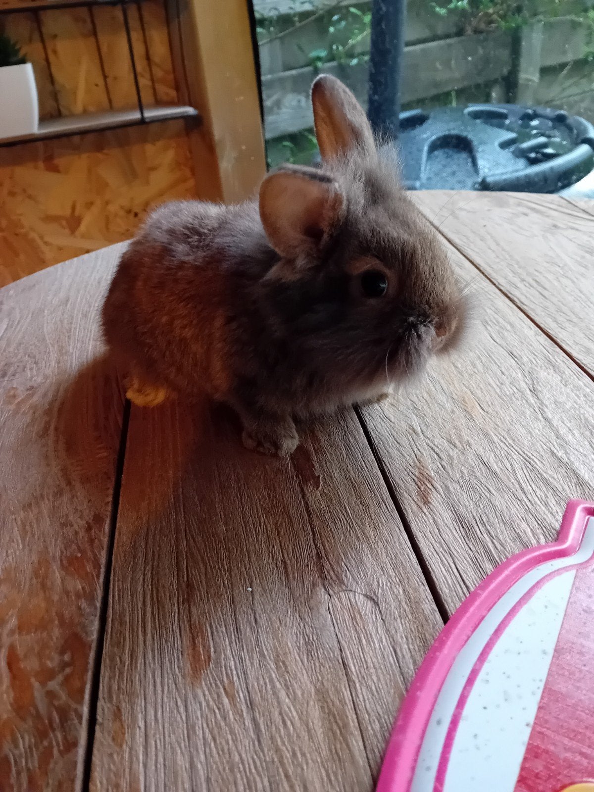 Mooi leeuwenkop konijntje supertam, Dieren en Toebehoren