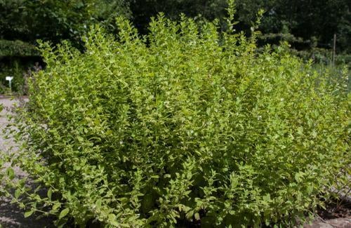 Citroenmelisse, Tuin en Terras, Planten | Tuinplanten, Ophalen, Vaste plant, Overige soorten