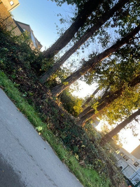 Hout gekapte bomen te koop, Tuin en Terras, Ophalen, Stammen