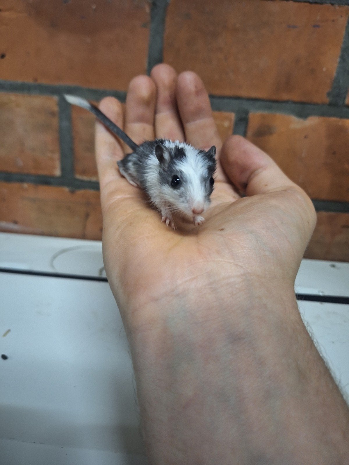 Jonge tamme mongoolse gerbils, verschillende kleuren., Dieren en Toebehoren, Augustus