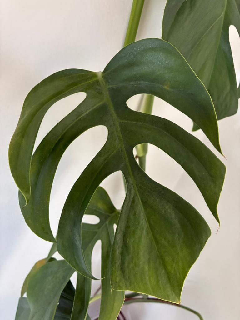 Monstera Sierrana Hawaiian form, Huis en Inrichting, Kamerplanten, 100 tot 150 cm, Overige soorten, Ophalen of Verzenden, Volle zon