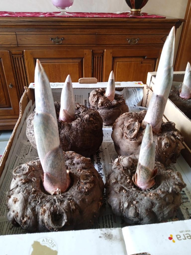 Amorphophallus konjac-, voodoolelie-, slangenpalm-knollen, Tuin en Terras, Bloembollen en Zaden, Ophalen, Voorjaar, Halfschaduw