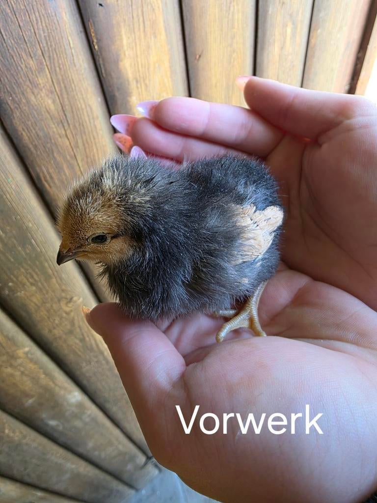Raszuivere kuikens (verschillende rassen beschikbaar), Geslacht onbekend, Kip