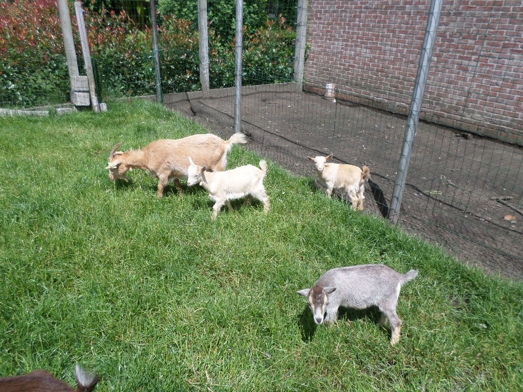 dwerggeiten