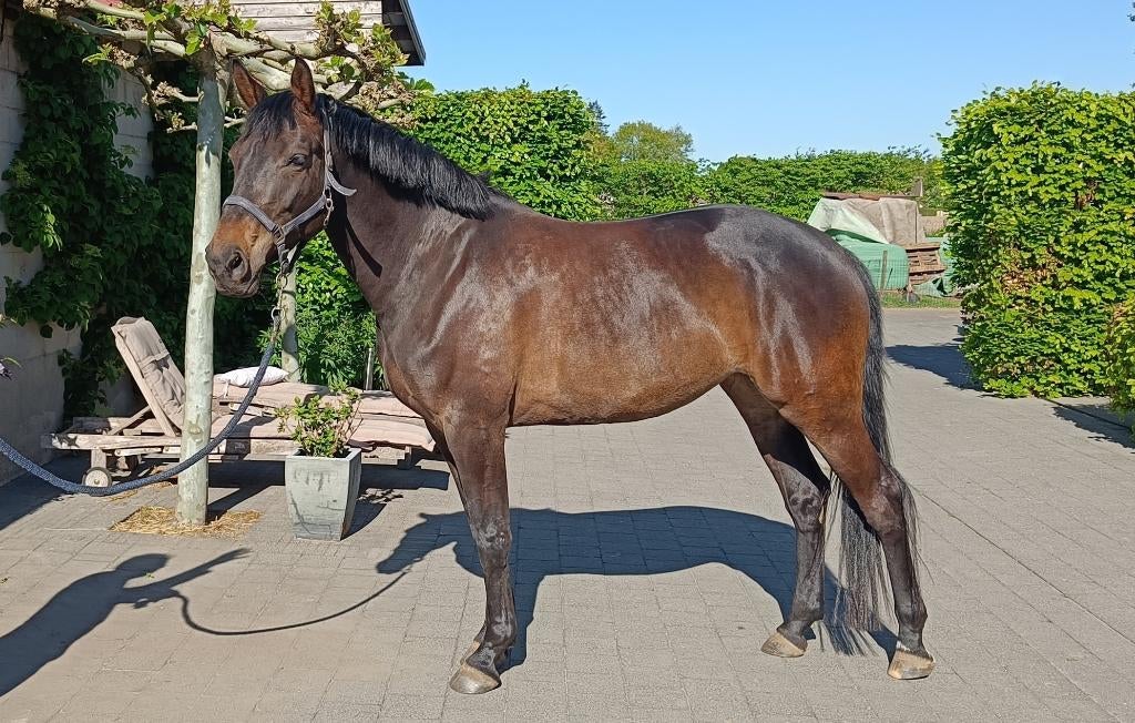6 jarige super lieve springmerrie, Animaux & Accessoires, Chevaux, Jument, B, 165 à 170 cm, 3 à 6 ans, Cheval de saut