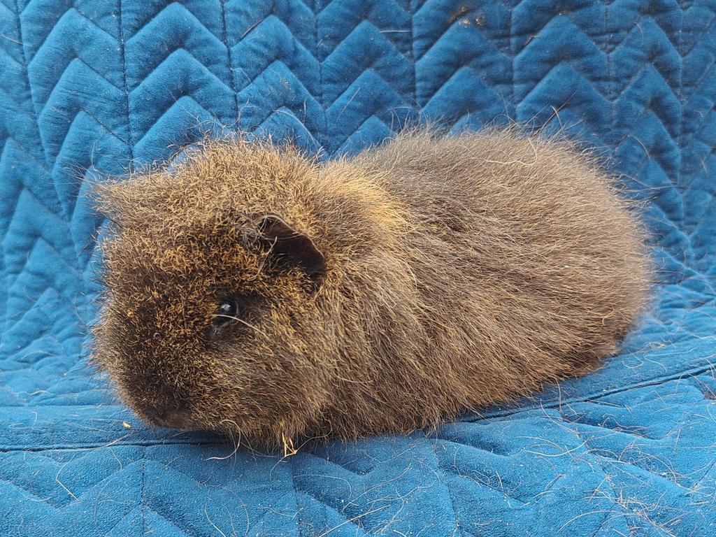 2 Cavia beertjes, Mâle, Domestique, Septembre, Cobaye