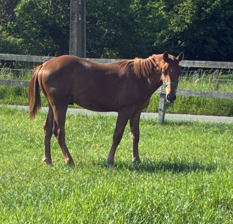 Veelbelovende jaarling hengst, Dieren en Toebehoren, Paarden, Springpaard, Met stamboom, 0 tot 2 jaar, Hengst