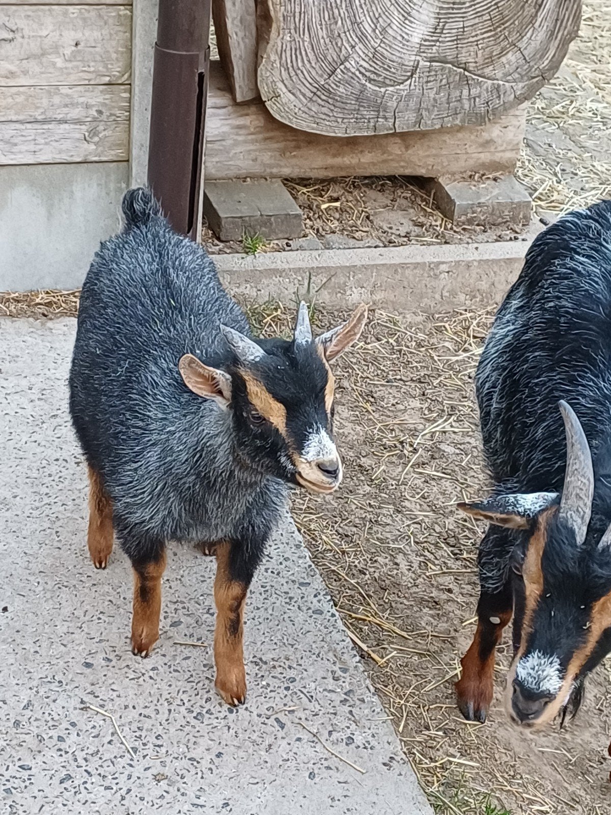 Dwergeit bokje, Dieren en Toebehoren, Schapen, Geiten en Varkens