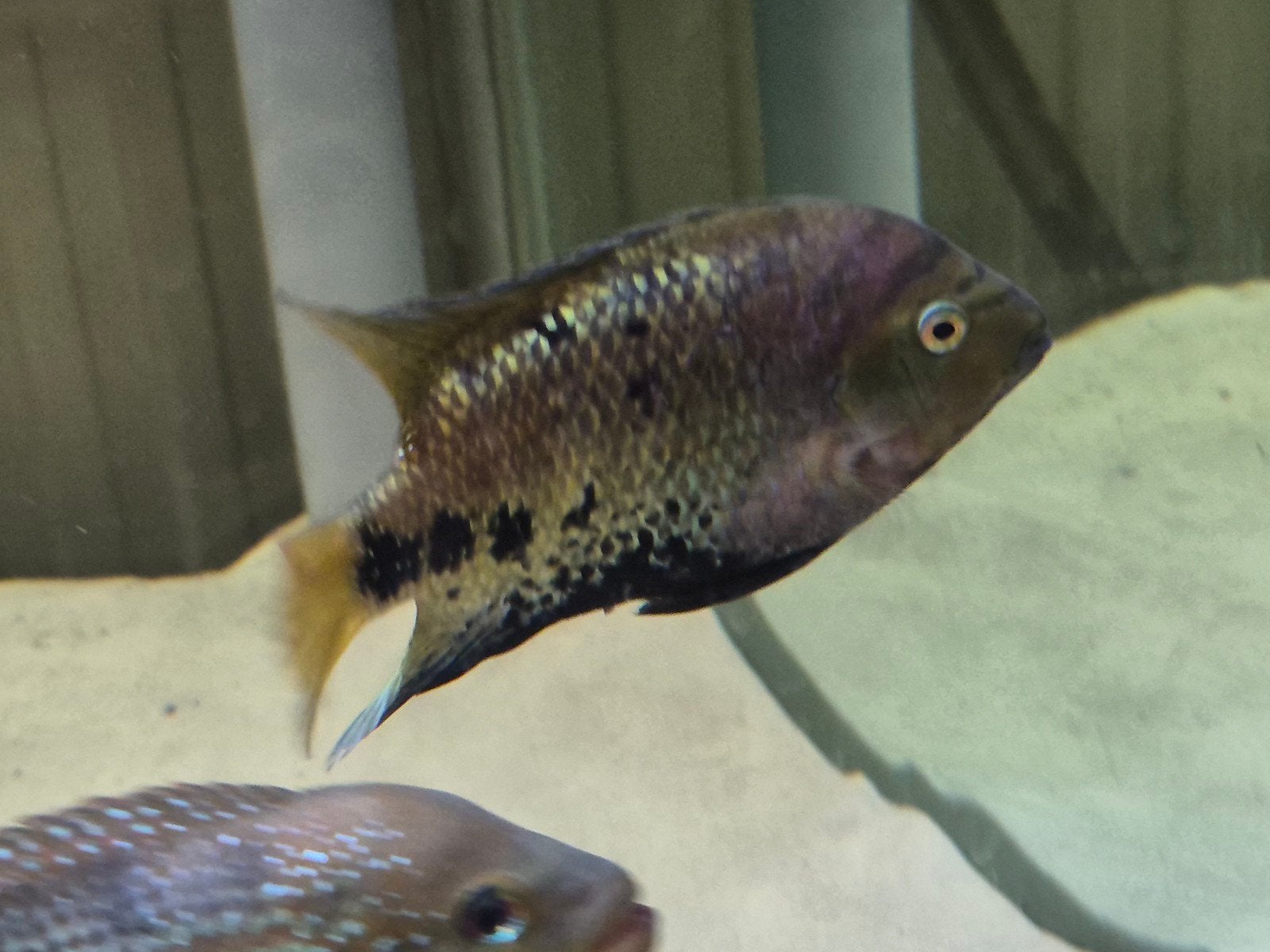 Koppel, Dieren en Toebehoren, Vissen | Aquariumvissen