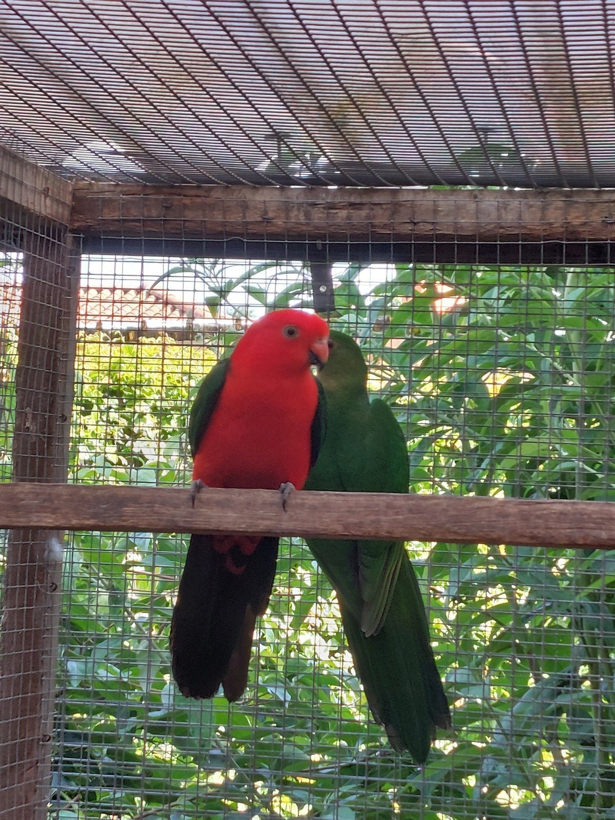 Koningsparkieten9, Plusieurs animaux, Perruche, Bagué