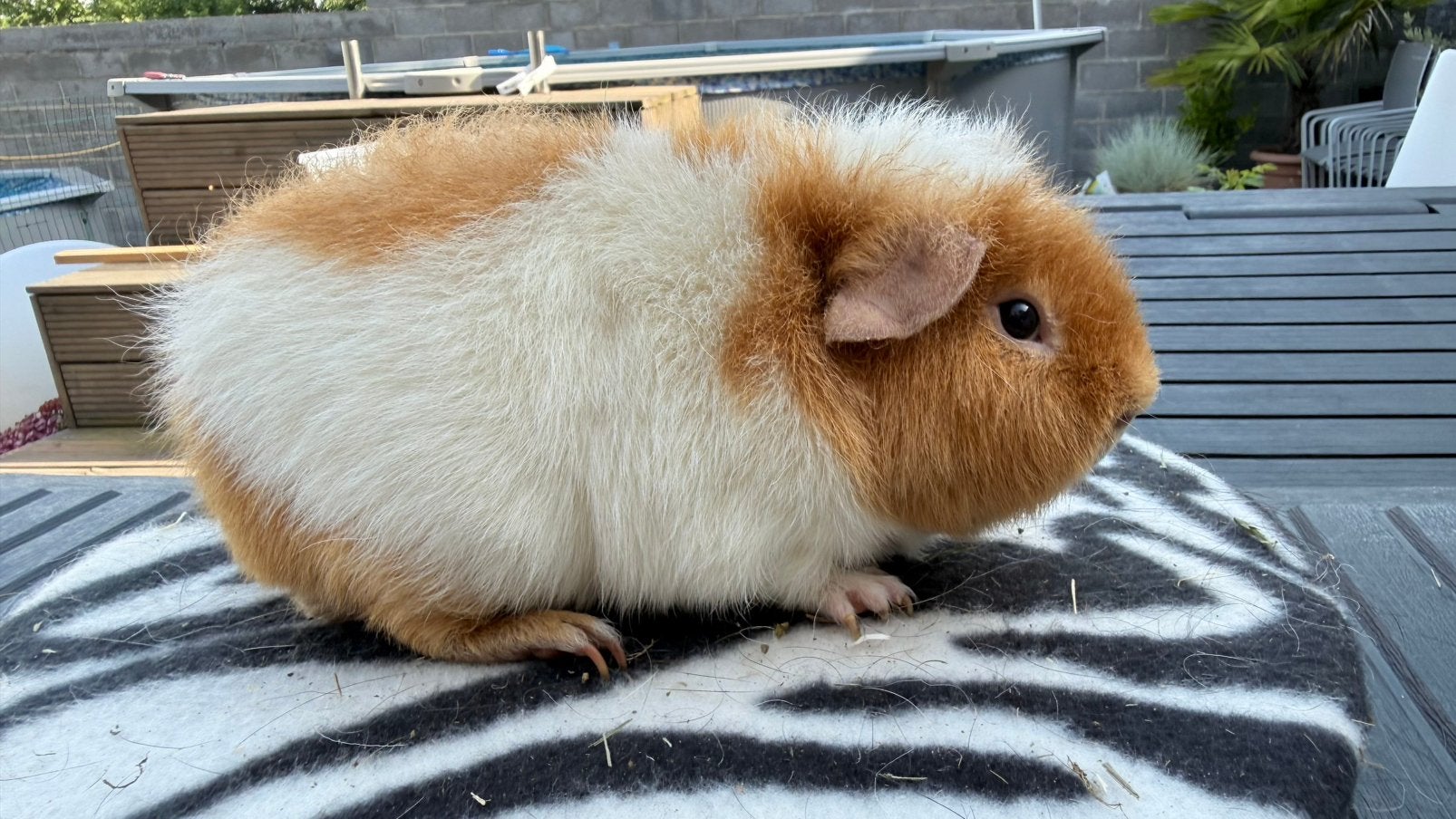 Cavia, mannelijke cavia US Teddy, goud en wit, Ophalen, Cavia