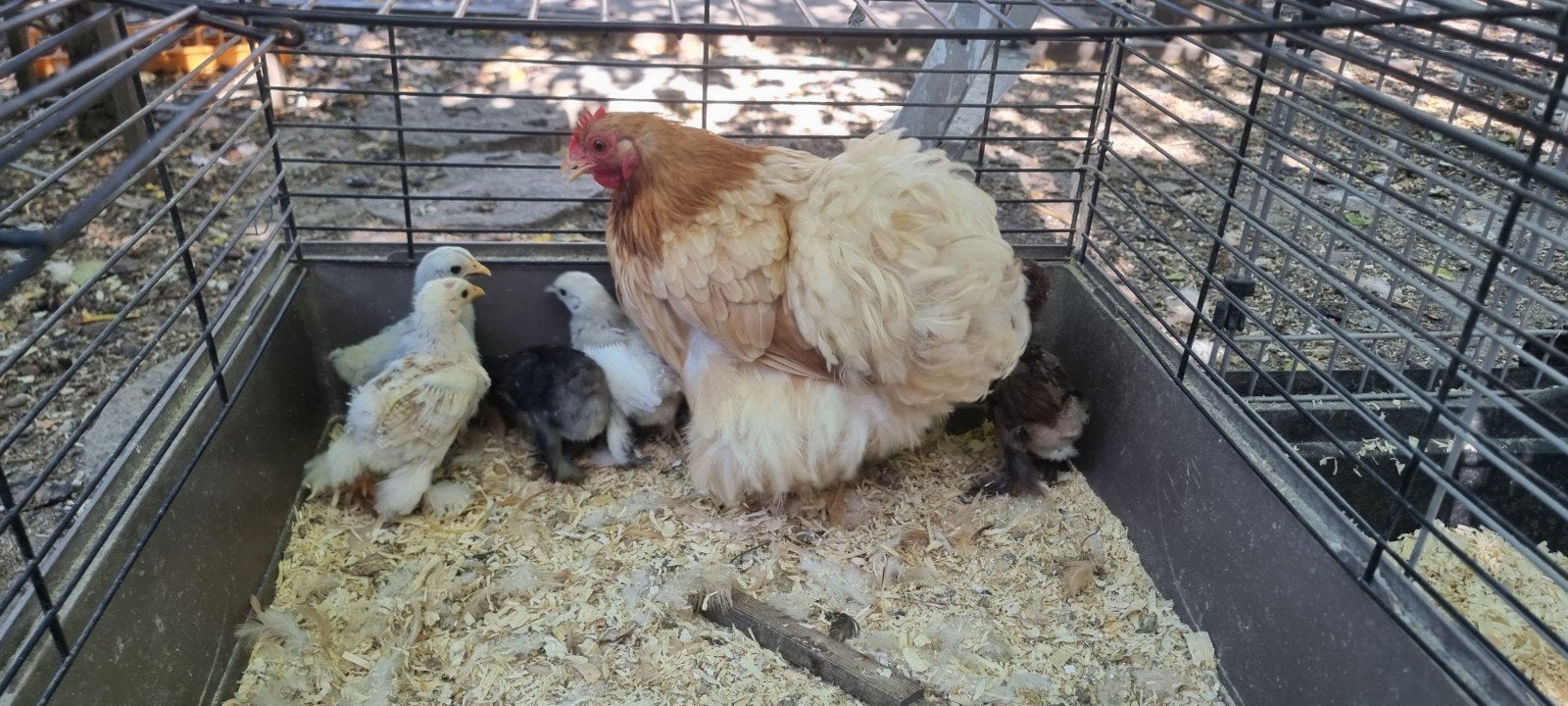 cochin kriel 1 maand oud, Dieren en Toebehoren, Pluimvee, Geslacht onbekend, Kip