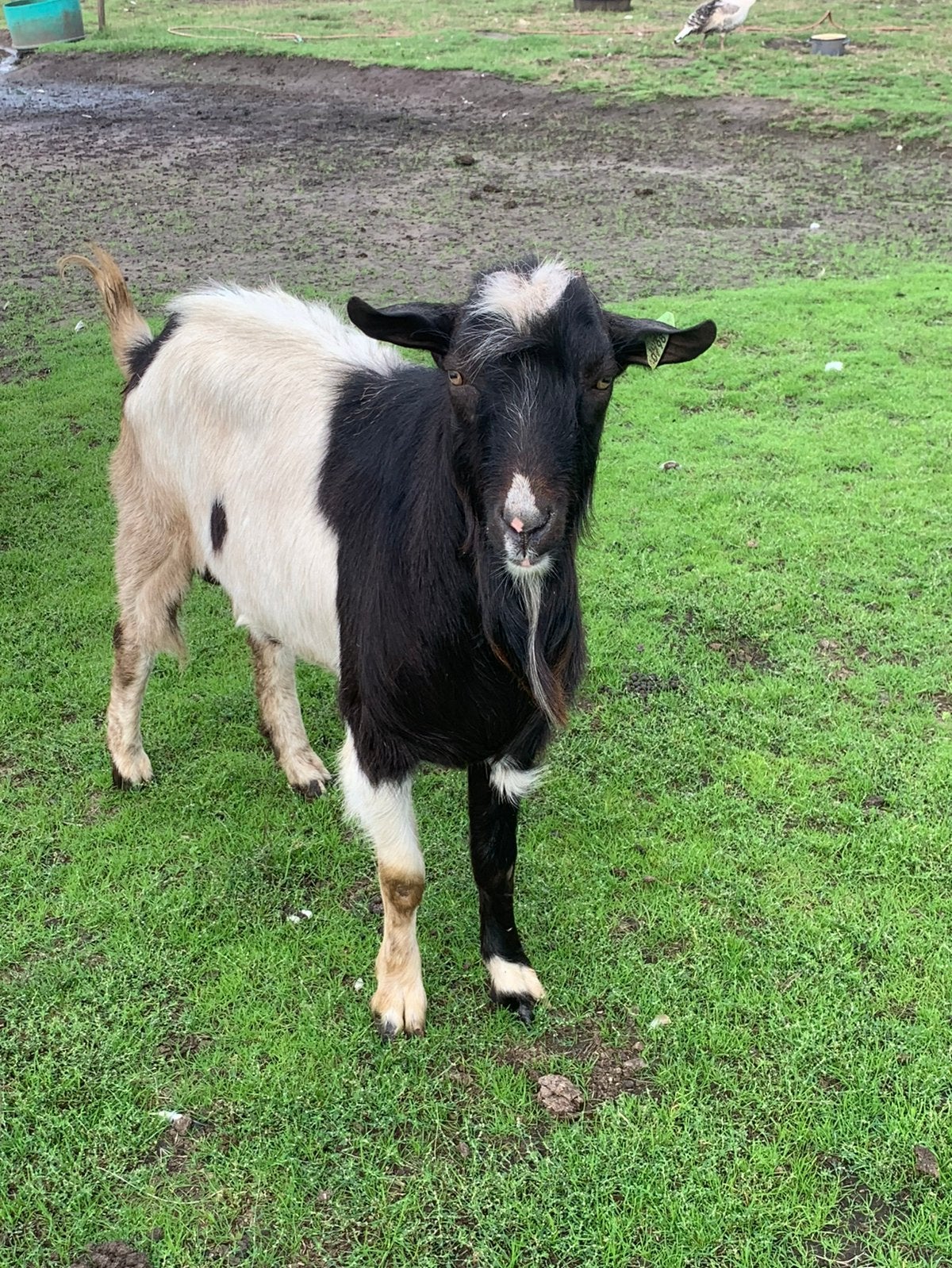 Bonte melkgeitenbok, Dieren en Toebehoren, Mannelijk, Geit, 0 tot 2 jaar