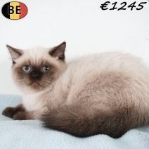 Britse Korthaar colorpoint - schoonheid met blauwe ogen!, Kater, Gechipt, 0 tot 2 jaar