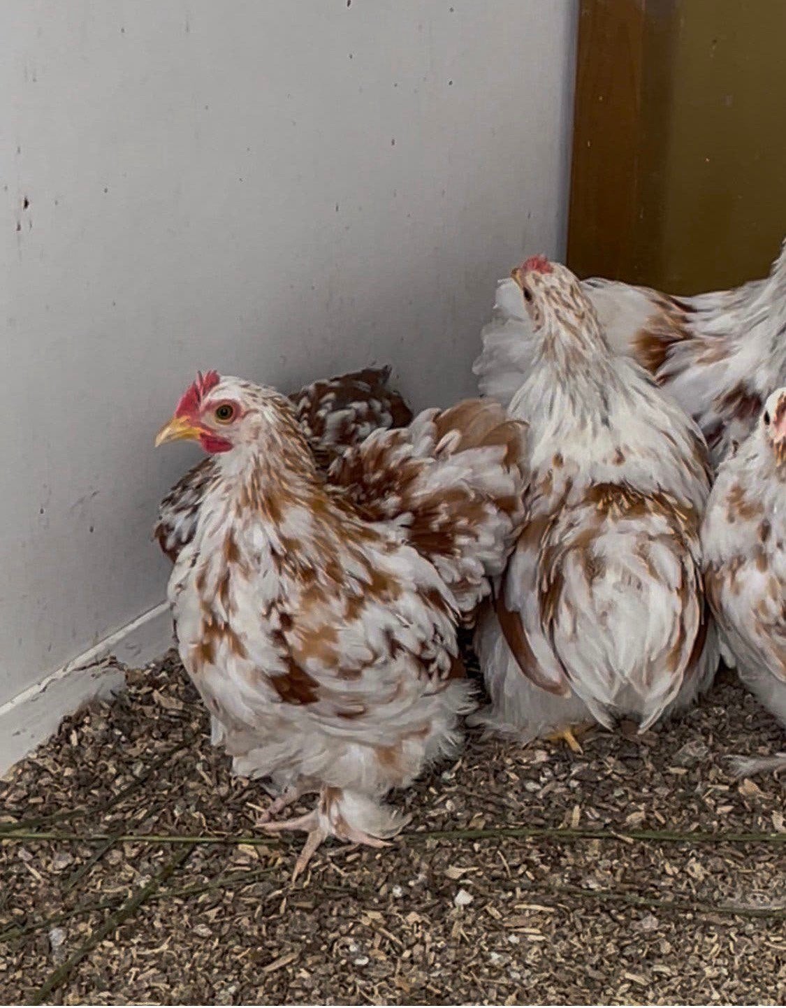 4 cochin kriel hanen roodgepareld, Mâle, Poule ou poulet