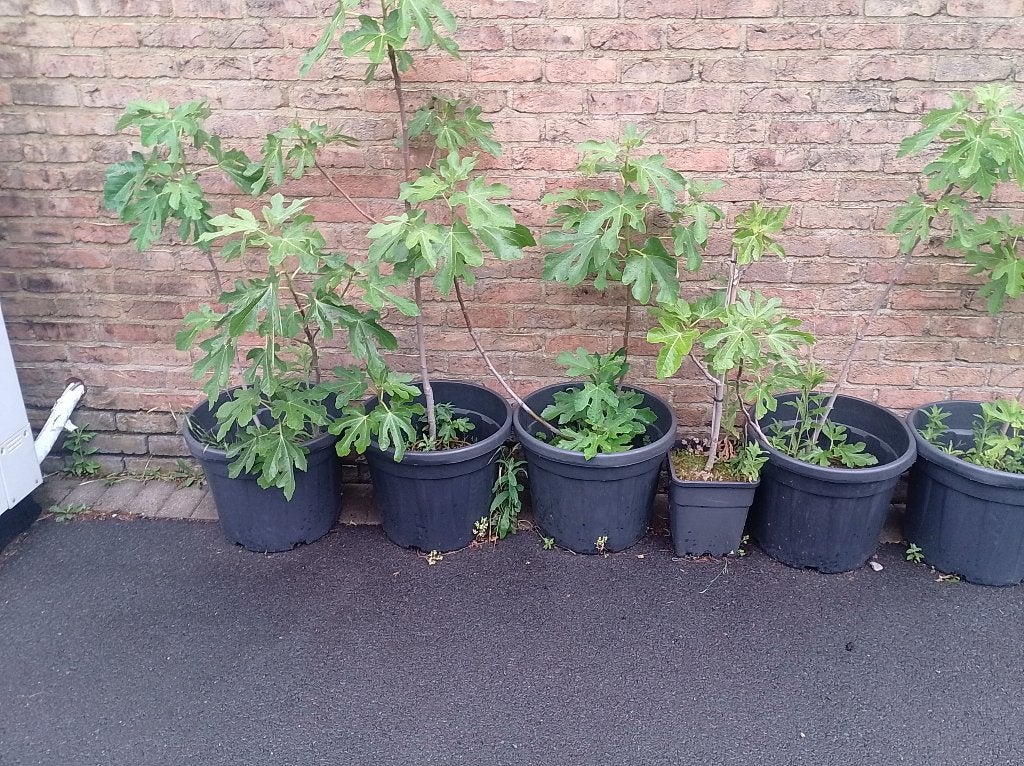 vijgenbomen, Ophalen, Volle zon, Vijgenboom, 100 tot 250 cm