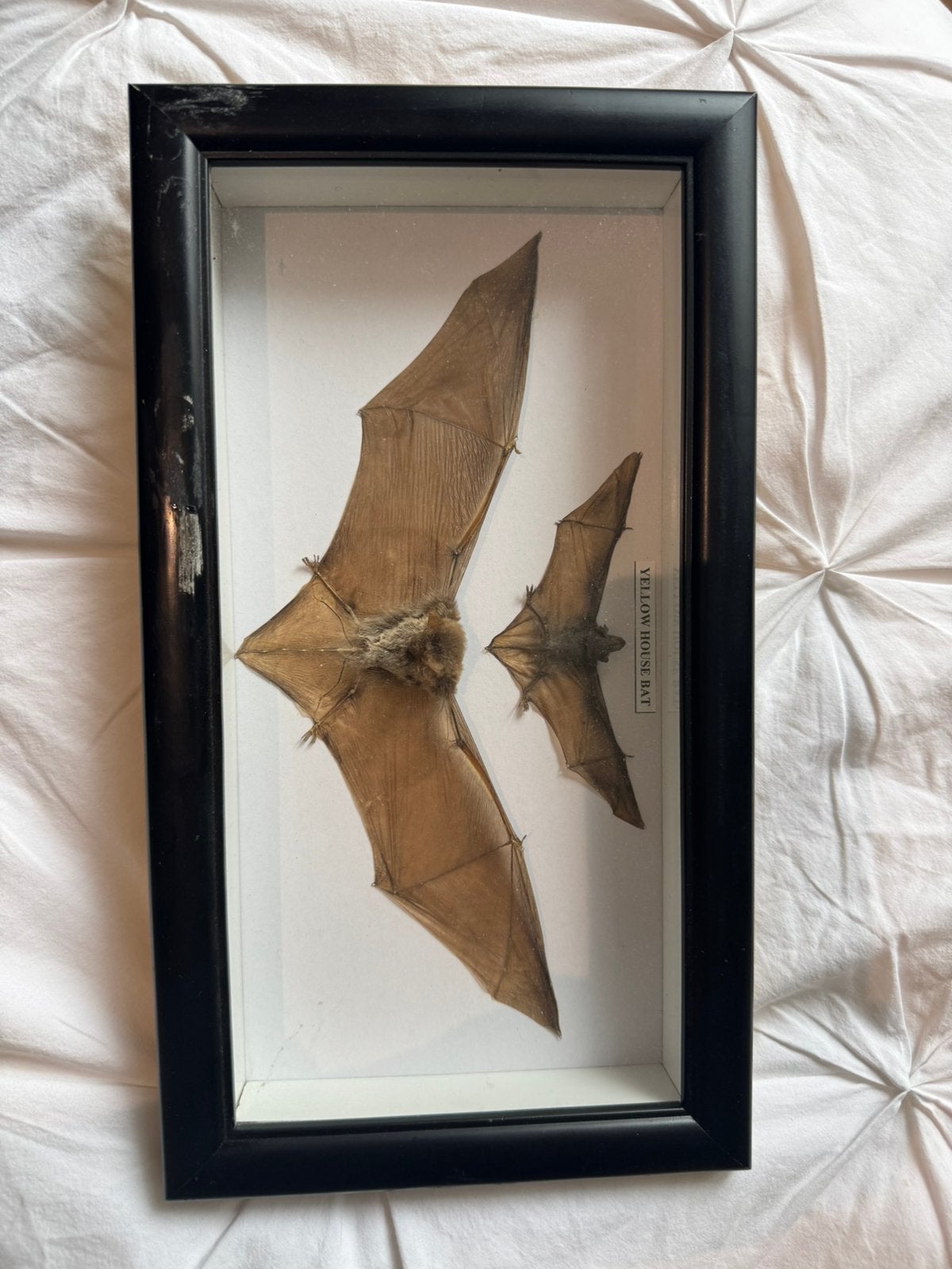 Chauve-souris vintage encadrée — taxidermie, Antiquités & Art, Enlèvement, Vintage