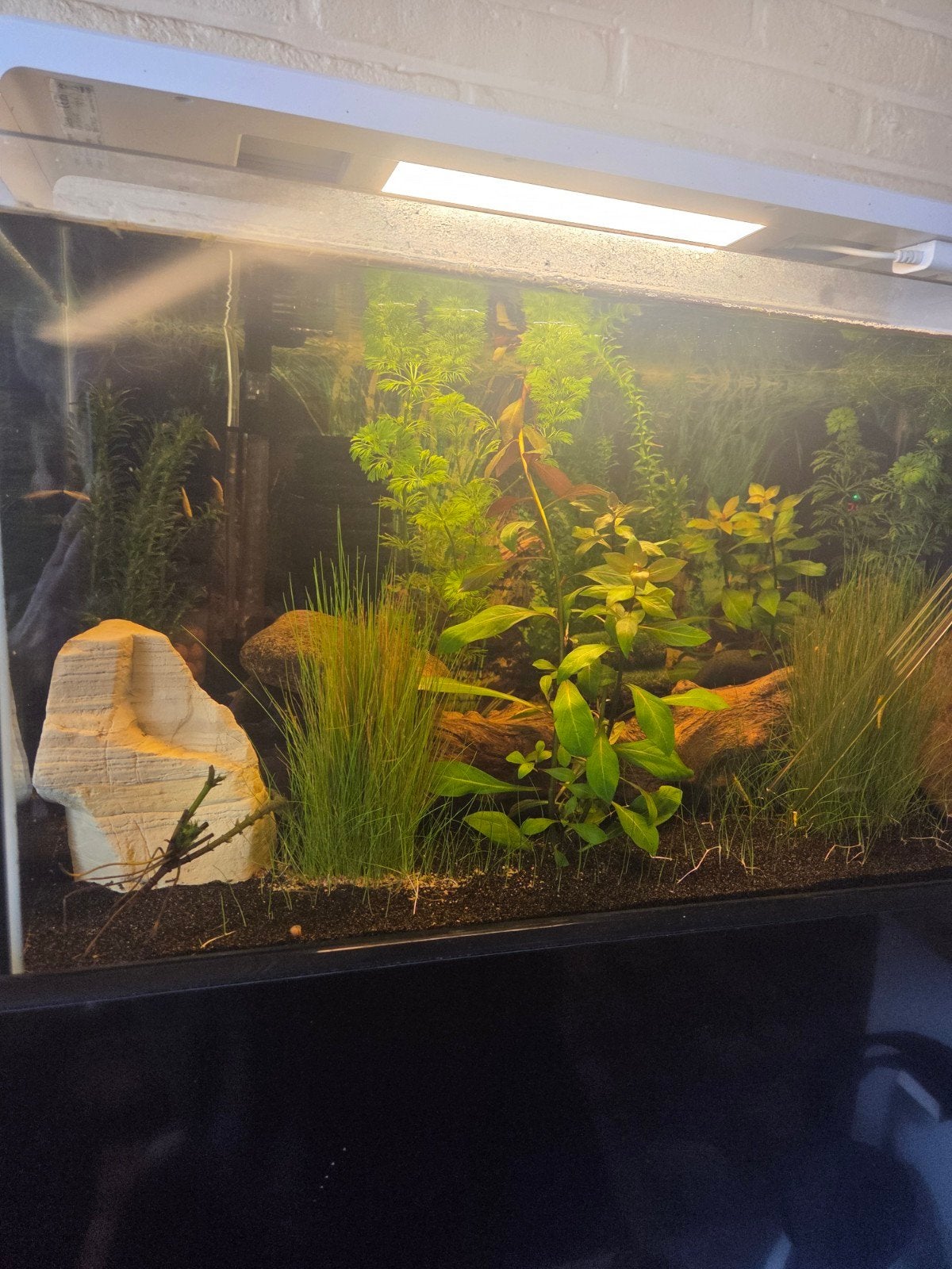 Aquarium, Animaux & Accessoires, Poissons | Aquariums & Accessoires, Comme neuf, Aquarium d'eau douce rempli, Couvercle inclus