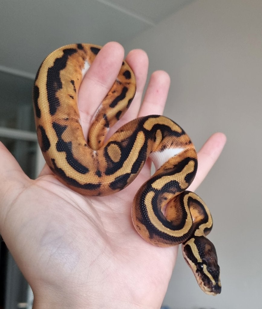 1.1 piebald het lavender albino / dreamsicle Ball Python - unknown for sale from Mex