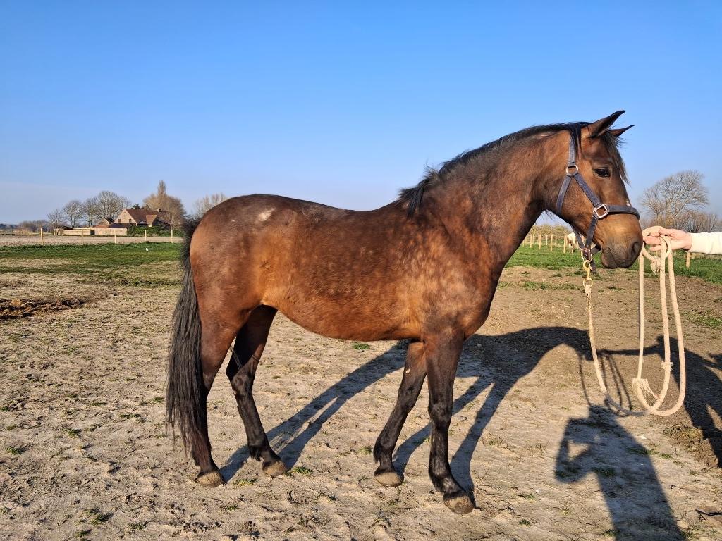 2 PRE merries te koop, Dieren en Toebehoren, Merrie, Minder dan 160 cm, Zadelmak, Gechipt