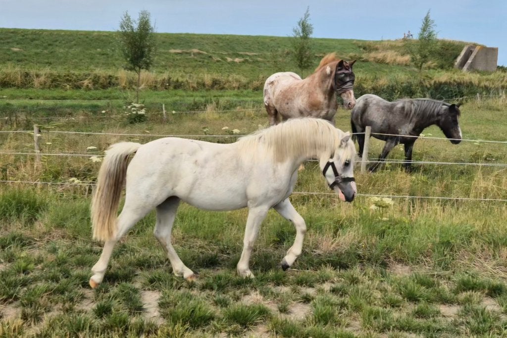 Beaux, bons et futurs BixiePonies gallois A (pour enfants), Avec pedigree, Poney B (1.17 m à 1.27 m), Poney de récréation, Plusieurs animaux