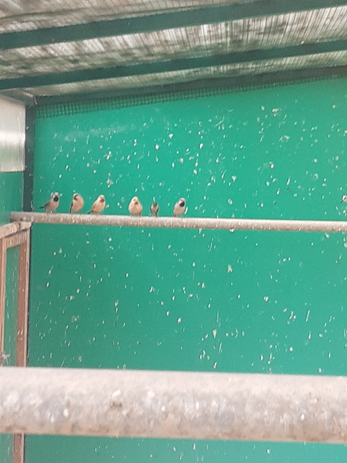 spitstaartamandienes´ en kleine cubavinken en tamboerijnduiv