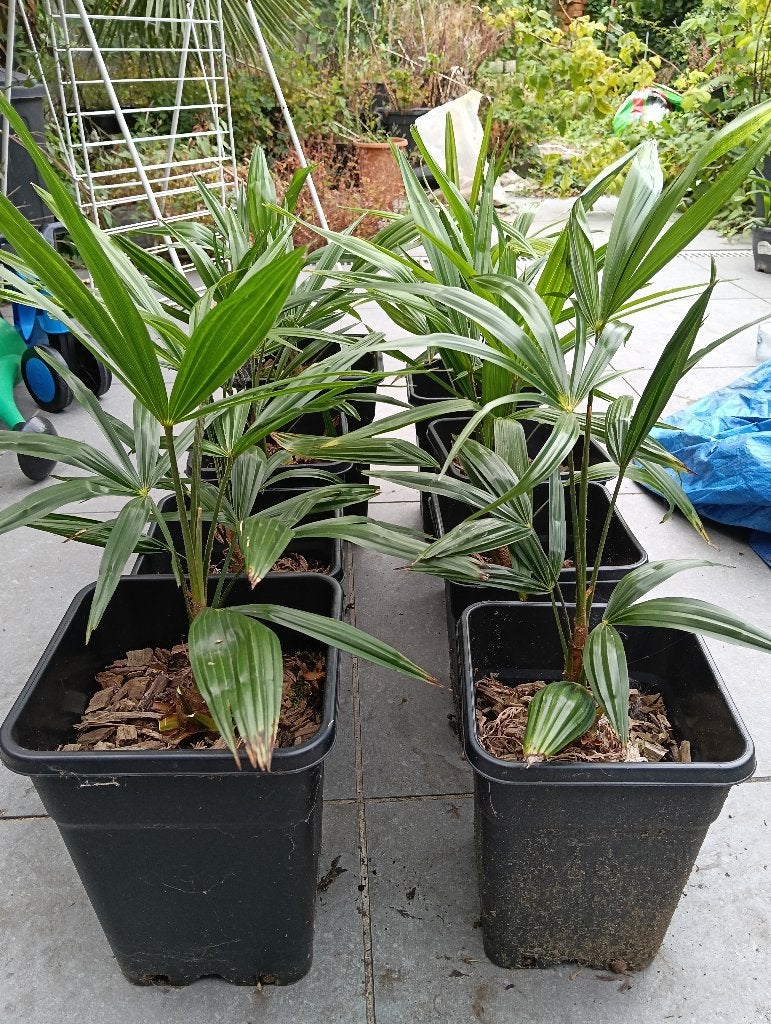 Palmboom trachicarpus fortunei, Ophalen, In pot, Palmboom