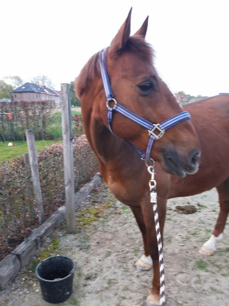 Paard, Dieren en Toebehoren, Gechipt, Ruin, Niet van toepassing, 160 tot 165 cm