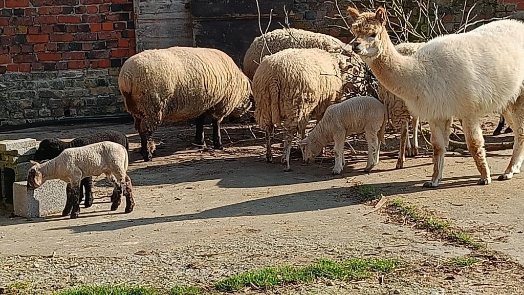 alpaca merrie tam, Femelle, Mouton, 3 à 5 ans