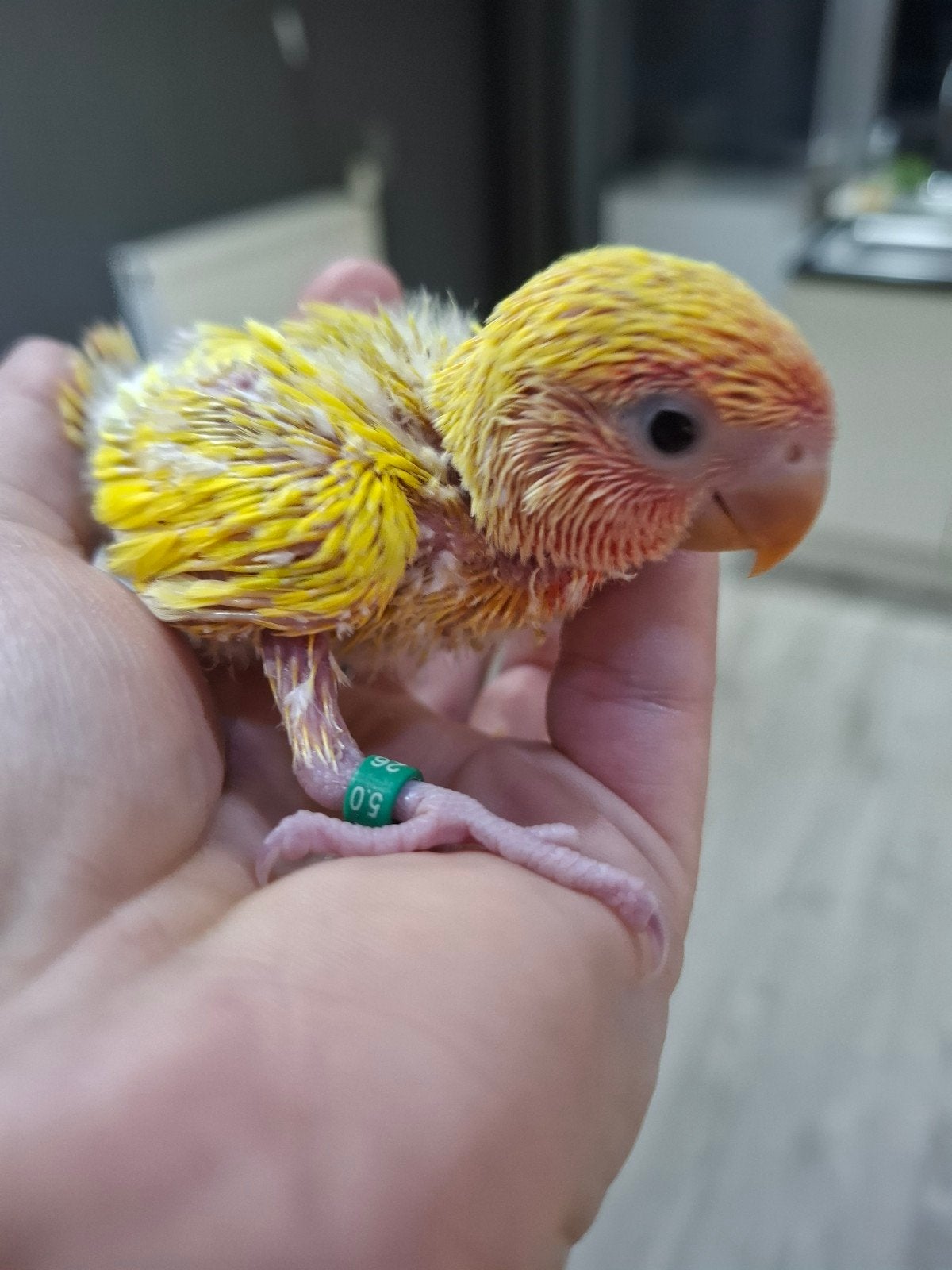 agapornis roseicollie baby handtam, Dieren en Toebehoren, Vogels | Parkieten en Papegaaien