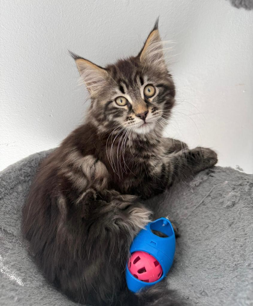 Maine Coon kittens, Dieren en Toebehoren, Meerdere dieren, Gechipt, 0 tot 2 jaar