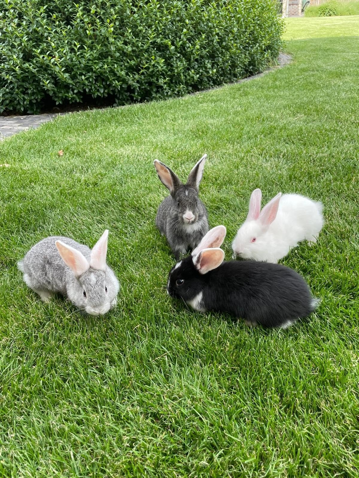 Konijnen, Dieren en Toebehoren, Ophalen