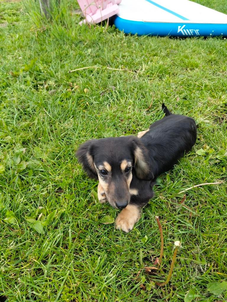 Jolie femelle teckel, Animaux & Accessoires, Chiens | Teckels & Bassets, Parvovirose, Chienne, Belgique, Poils longs