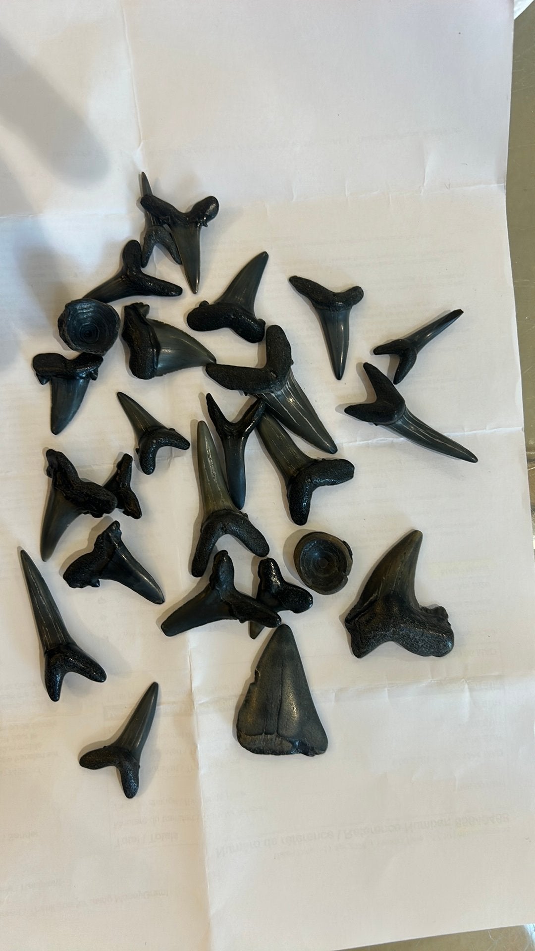 Dents de requin fossile Mer du nord, Collections, Enlèvement ou Envoi, Fossile