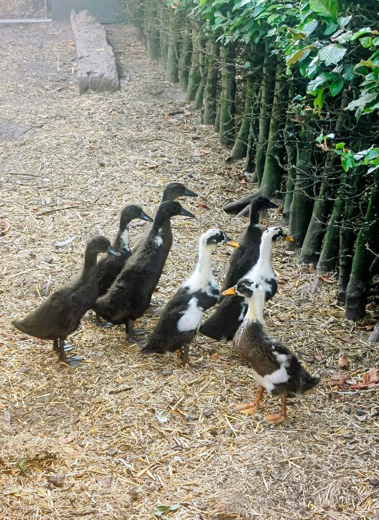 Indische loopeenden pullekes (kuikens), Eend