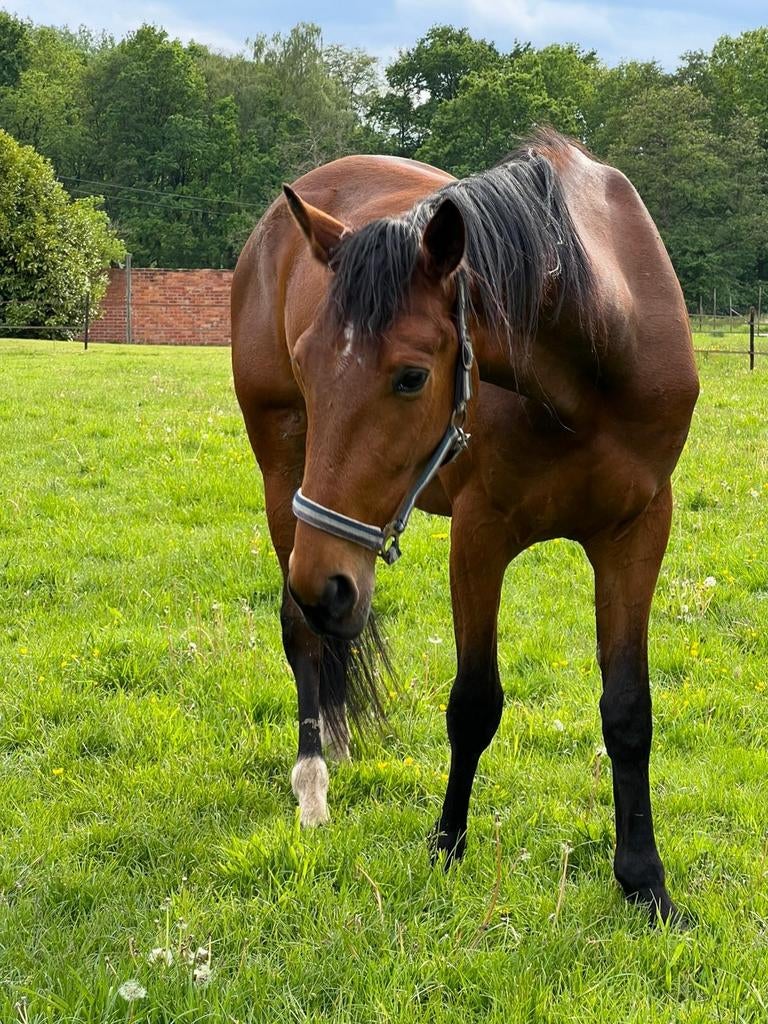Brave knappe leergierige ruin, Dieren en Toebehoren, Paarden, Ruin, M