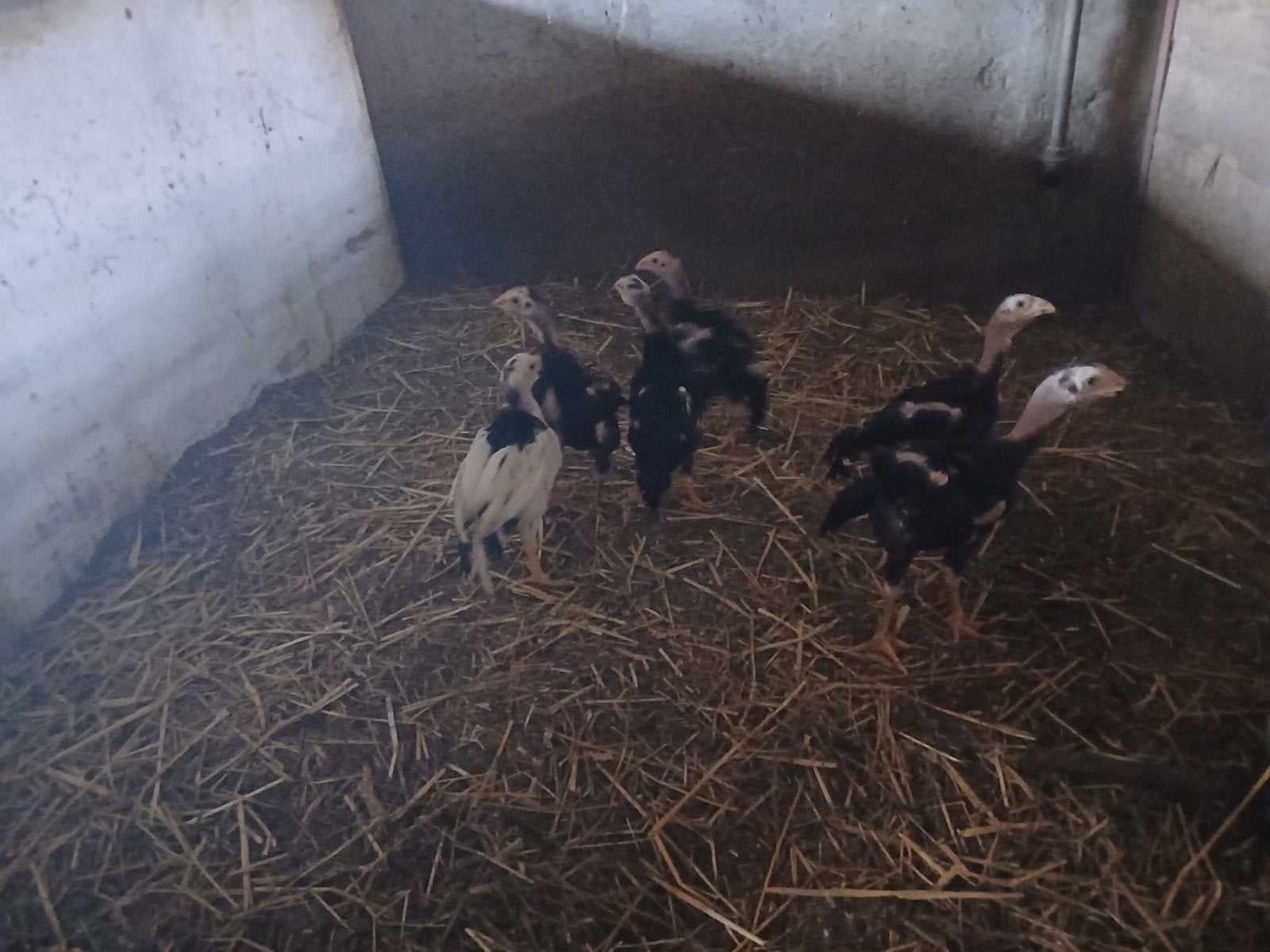 6 shamo kuiken, Dieren en Toebehoren, Geslacht onbekend, Kip