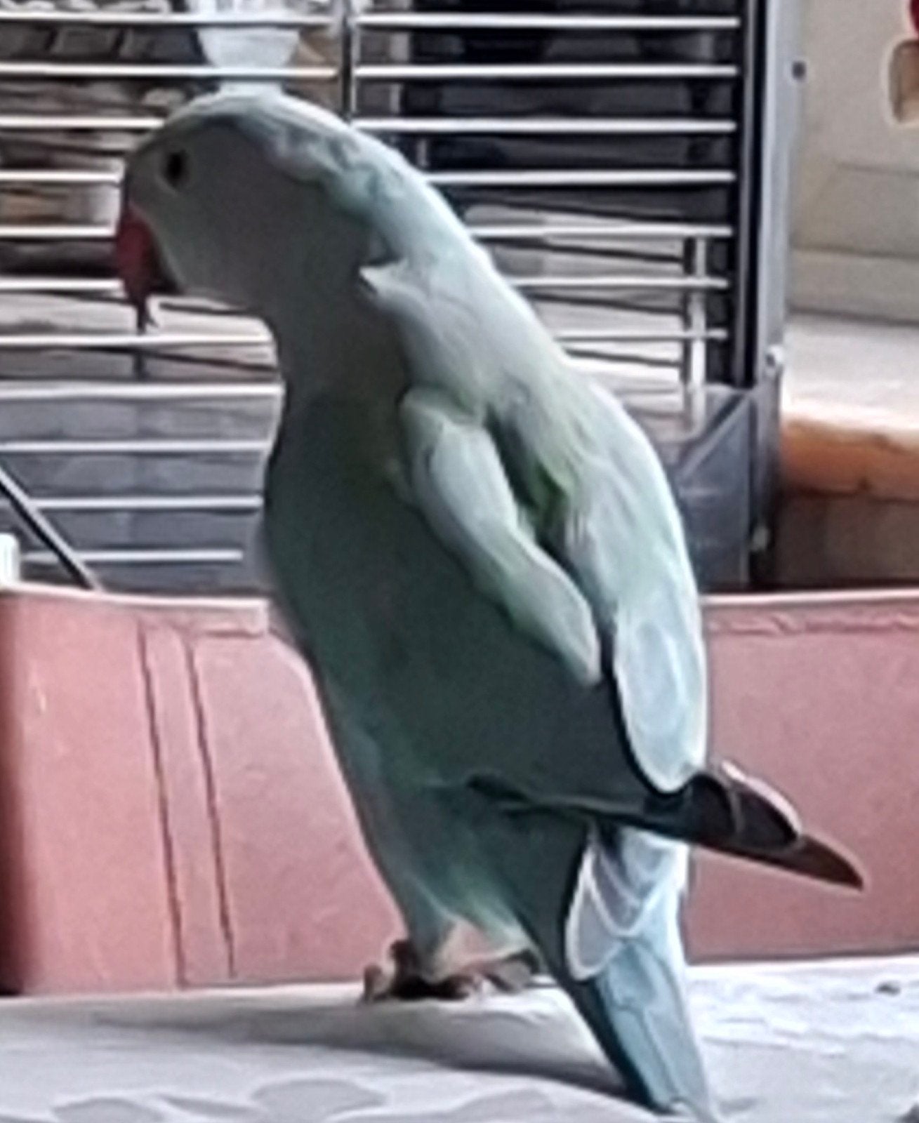 Halsbandparkiet (naam Markiezen )klaar voor Adoptie, Dieren en Toebehoren, Vrouwelijk, Tam