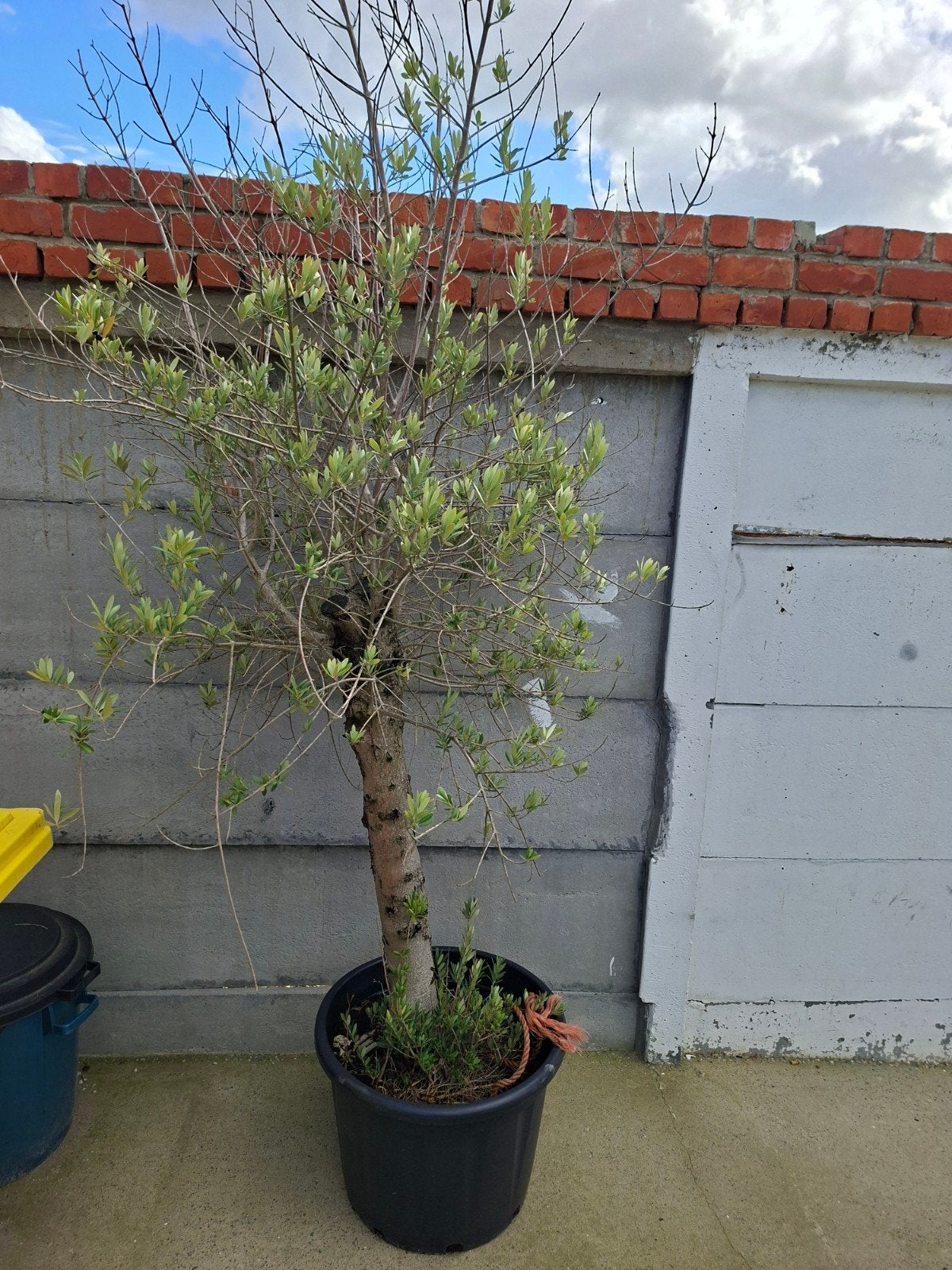 olijfbomen, Tuin en Terras, Ophalen