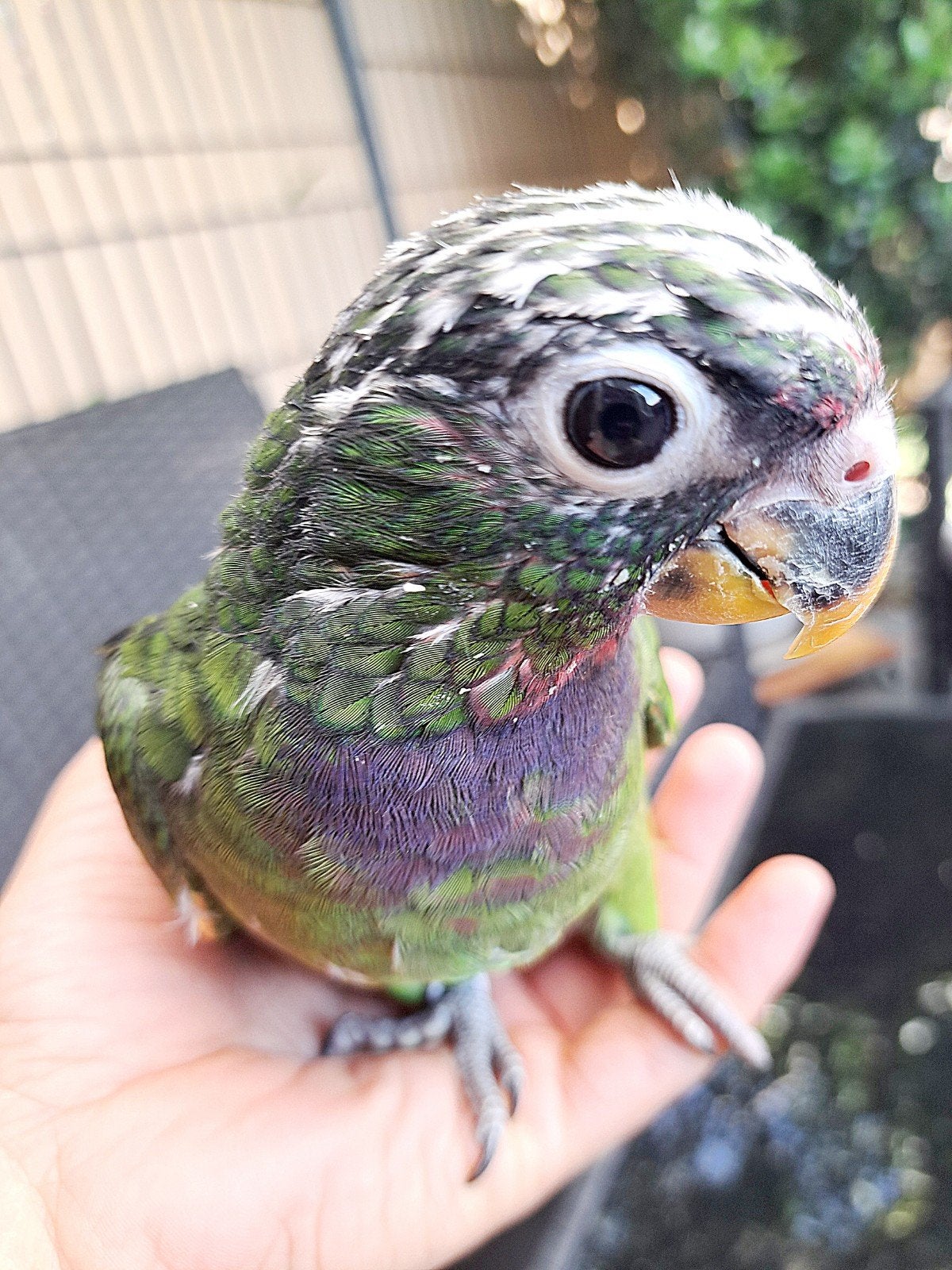 Bébés pionus maximilien eam, Animaux & Accessoires, Oiseaux | Perruches & Perroquets