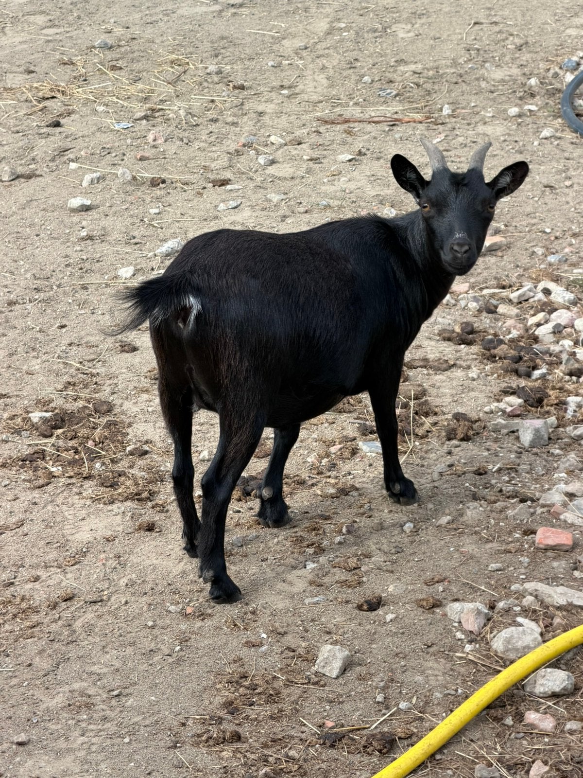 Gieten tekoop, Dieren en Toebehoren, Schapen, Geiten en Varkens, Geit