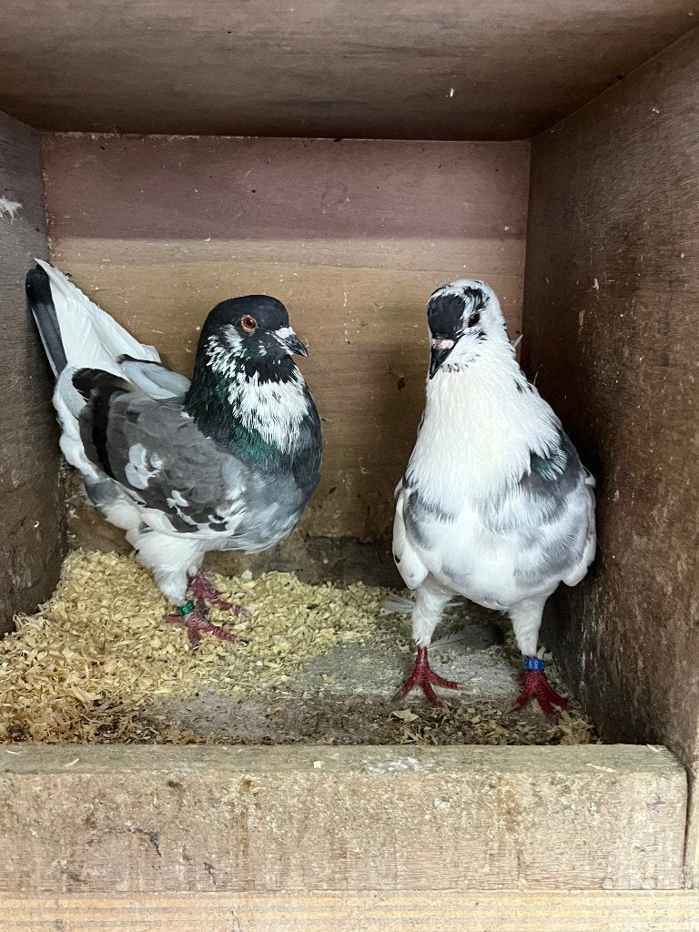 Holle kropper blauw bont, Meerdere dieren, Kropper
