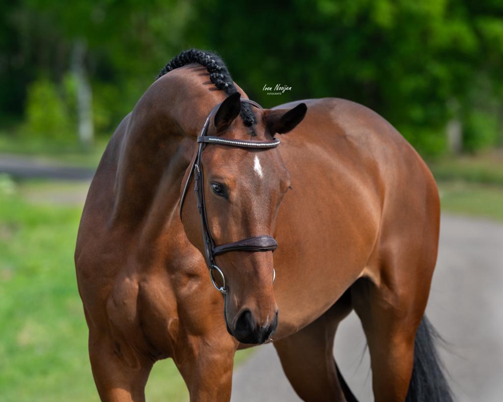 4jr springpaard v. Comilfo plus Z, Animaux & Accessoires, Chevaux, B, Hongre, Avec pedigree, Cheval de saut