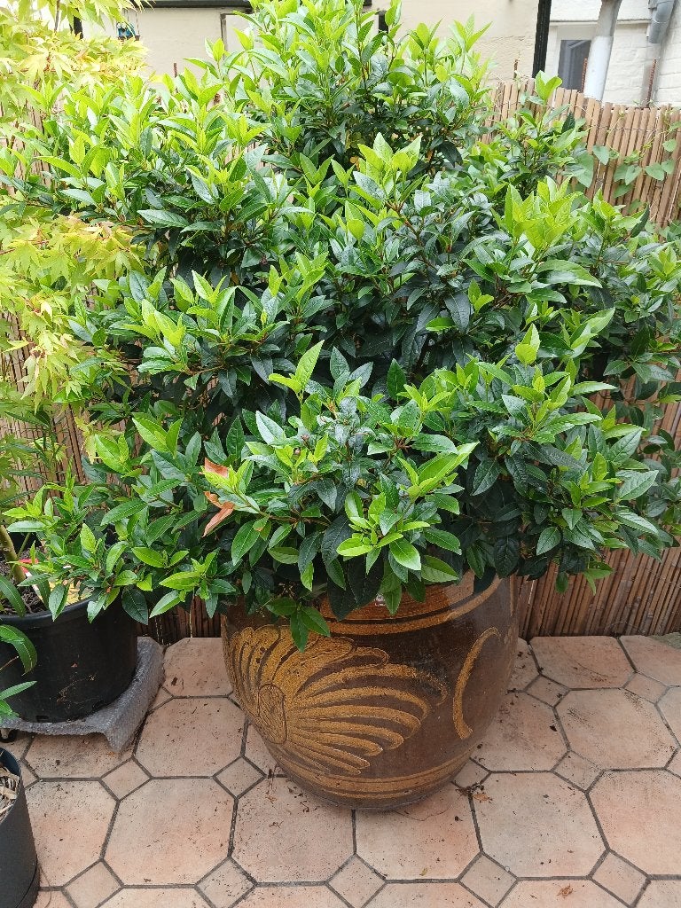Plante d'extérieur + pot, Ophalen, Gebruikt, Aardewerk, Balkon