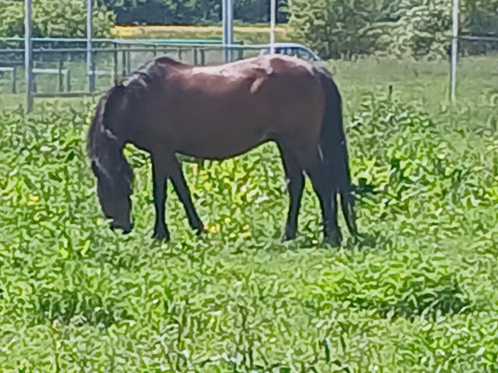 B ponny, Dieren en Toebehoren, Merrie, B