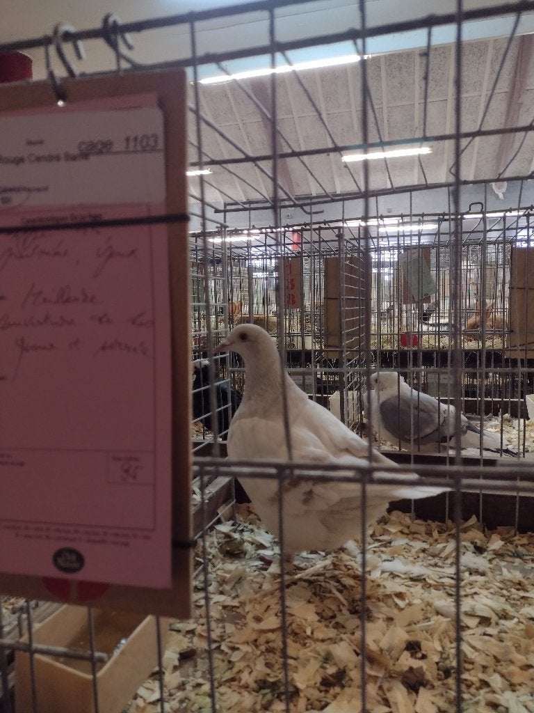 Animaux, Animaux & Accessoires